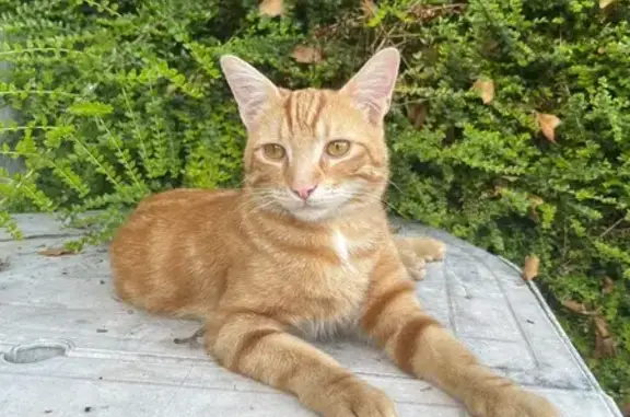 Petit chat roux perdu à Asnières-la-Giraud - photo