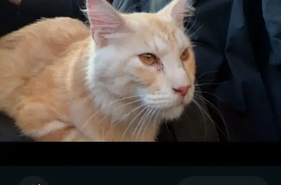 Animaux perdus Perpignan, photo: Chaton Maine Coon roux-crème perdu à Perpignan