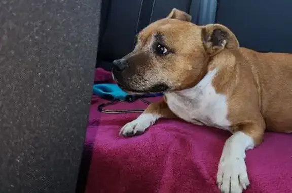 Chien trouvé , photo: Chienne âgée trouvée à St Rambert