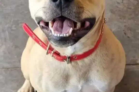 Lost Cream Dog: Ellie in Murray Bridge