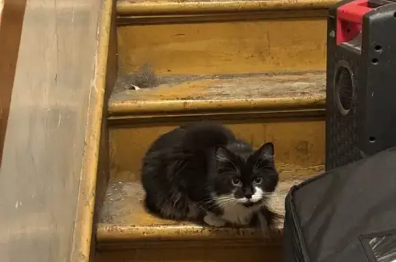 Lost Tuxedo Cat: South Ashland Ave, Chicago