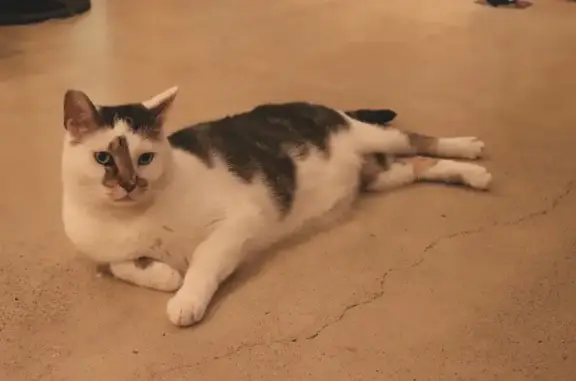 Friendly White & Brown Cat Lost in Grafton