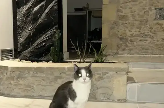 Animaux perdus , photo: Chatte grise-blanche perdue à Coly-Saint-Amand