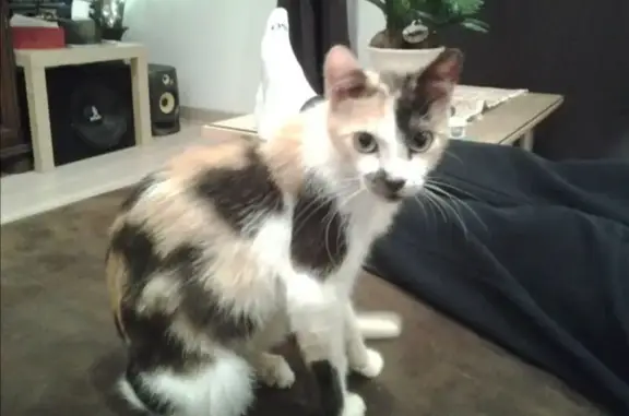 Caline, chatte tricolore perdue à Boissy - photo