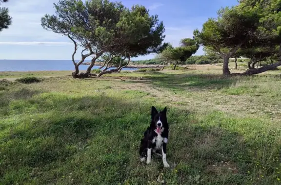 Chien perdu Ventabren, photo : Border Collie 7 mois perdu à Ventabren