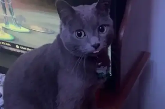 Lost Russian Blue Cat on Red Bud Rd