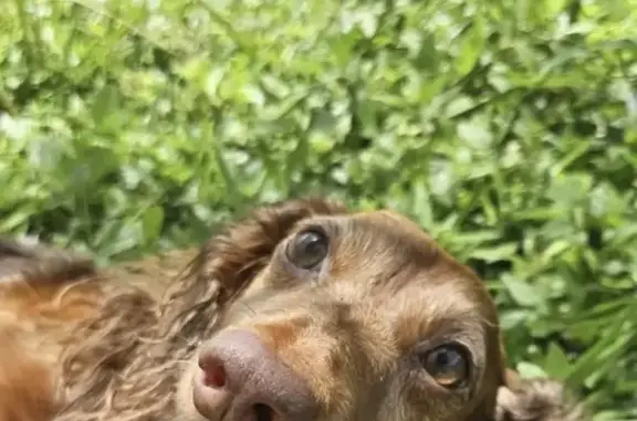Lost Dachshund: Reddish Brown, Surfside