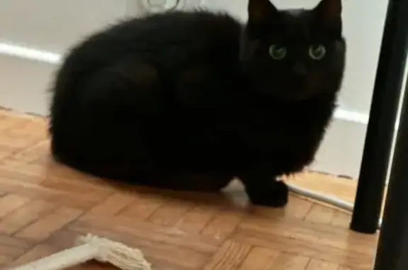 Chatte perdue : Bertille, 8 mois, noire - photo