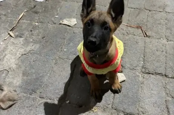 Búsqueda de mascotas, foto: Perro Perdido: Collar Azul, Chamarra Amarilla