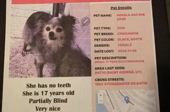 Missing dog St. George, photo: Lost 17-Year-Old Chihuahua in St. George