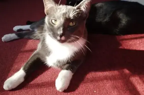 Lost Gray Cat: Bucky with Unique Spots