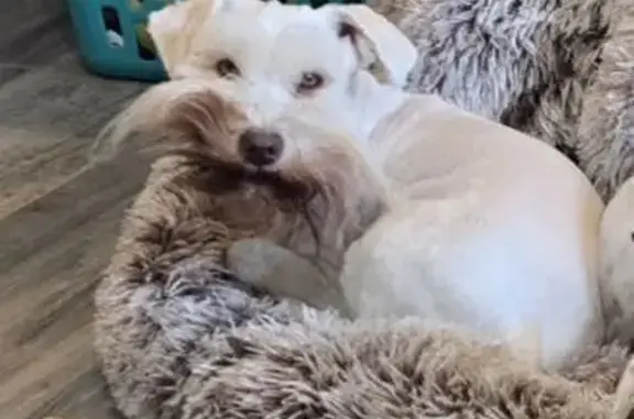 Lost Dog: Unique Eyes, Moorside Drive