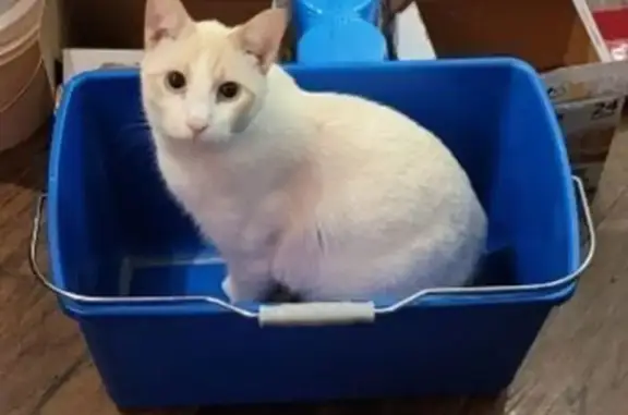 Lost Flame Point Siamese on Skyline Dr