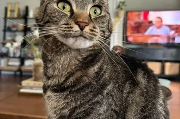 Missing cat , photo: Lost Tabby Cat Yoshi in Waxhaw Manor