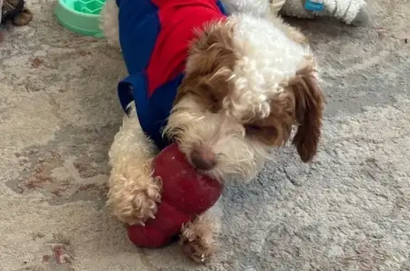 Missing dog Smyrna, photo: Help Find Sadie: Lost Poodle Mix in Smyrna