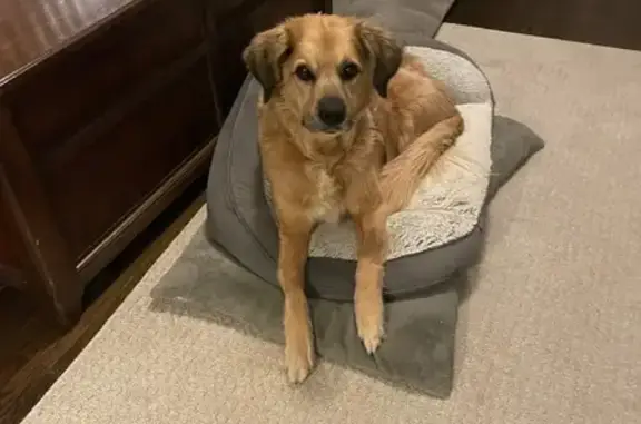 Lost Dog: Brown Eyes, Long Tail, Franklinton