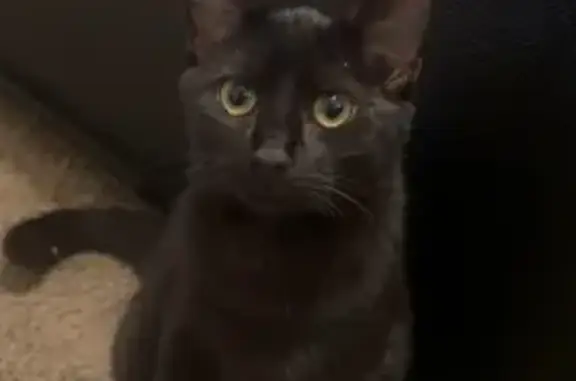 Help Find Queenie: Lost Black Cat in Henderson