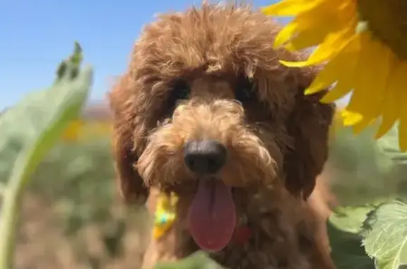 Missing dog Slaton, photo: Timid Dog Lost on S. 5th St, Slaton