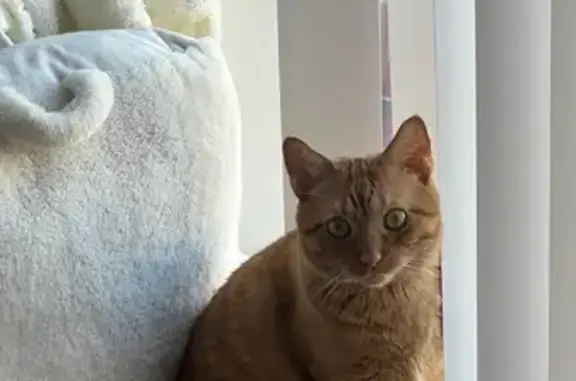 Lost Orange Cat: Unique Tail & Marks