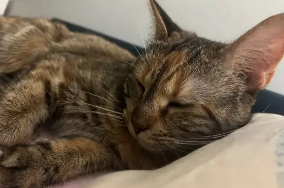 Chatte européenne perdue à Boulogne-Billancourt - photo