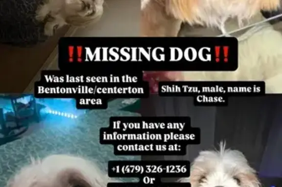 Lost Sweet Dog in Bentonville, AR