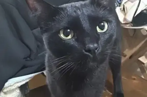 Skittish Cat Lost: Briner Circle, LR