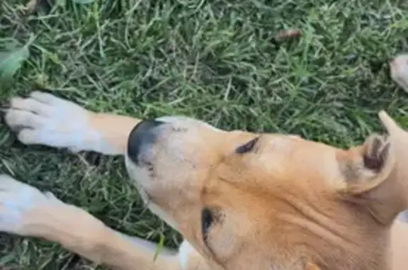 Lost Tan Pitty with White Markings