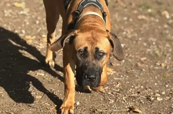Chien marron perdu à Émerainville - photo