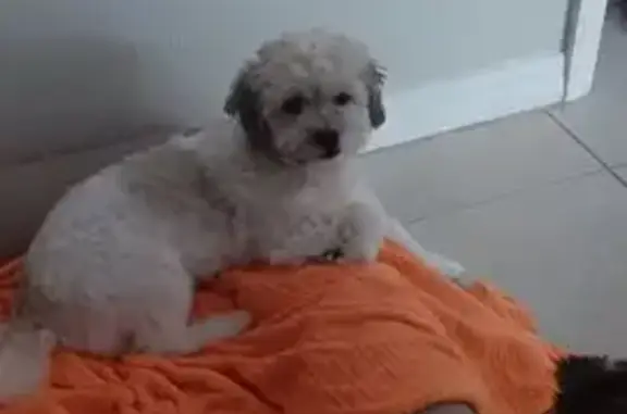 Lost Havanese: Shy & Fuzzy, Gulfstream Area