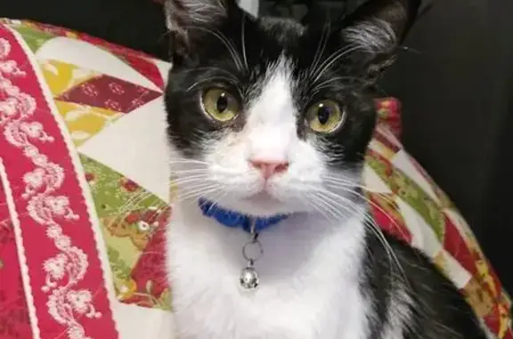 Lost Black & White Cat Needs Meds - Help!