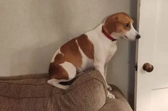 Lost Beagle Mix: Talmadge Ave, Garden City