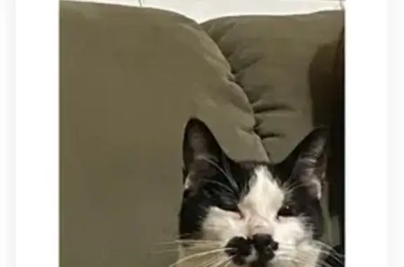 Lost Cat: Unique Markings, Stockdale Ave