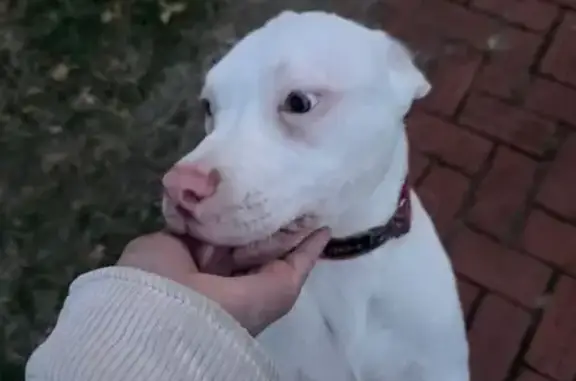 Found: White Pitbull Puppy in...
