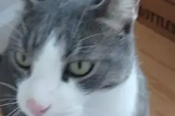 Found Grey Tabby Cat in Northf...