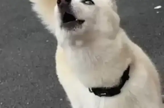 Chien blanc aux yeux bleus perdu à Nerville - photo