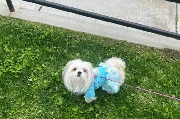 Lost Shih Tzu on Foothill Blvd, LA