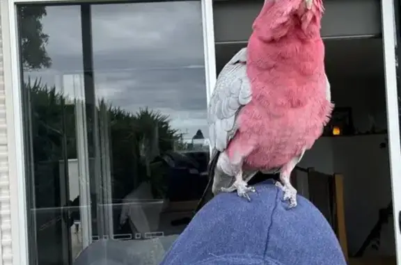 Lost pets Marion, photo: Missing Tame Galah in Seacliff Area