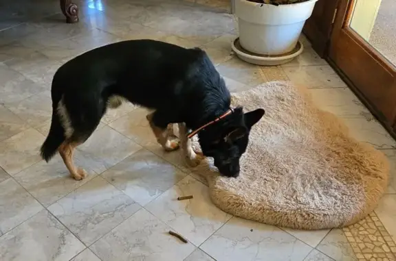 Found: Young German Shepherd,...