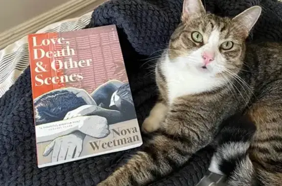 Lost Tabby with White Paws in Inner West