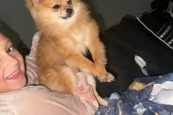 Lost Light Brown Pomeranian in Baltimore