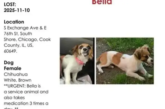 Lost Service Dog: Bella in Chicago