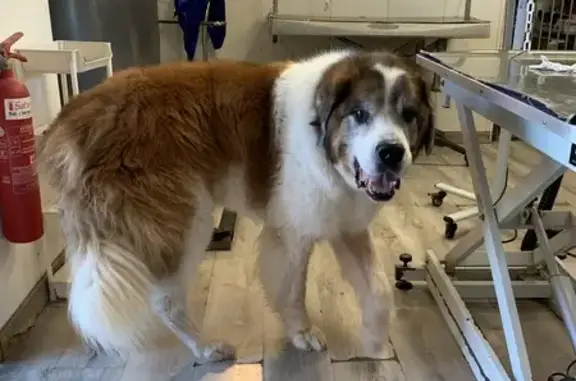 Chien St Bernard perdu, 11 ans, Éguilles - photo