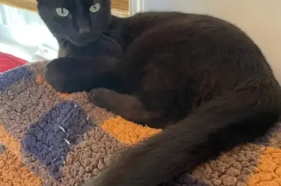 Missing cat Albuquerque, photo: Friendly Black Cat Missing in Albuquerque