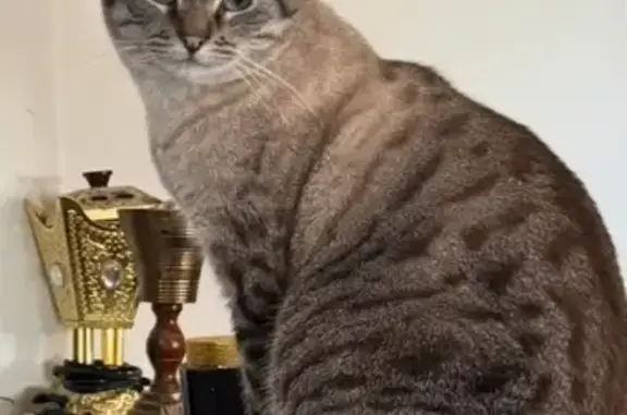 Missing cat Swan, photo: Lost Male Tabby: Blue Eyes, Friendly!