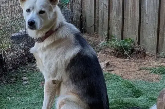 Found dog Commerce, photo: Sweet Unaltered Husky/Shepherd Found