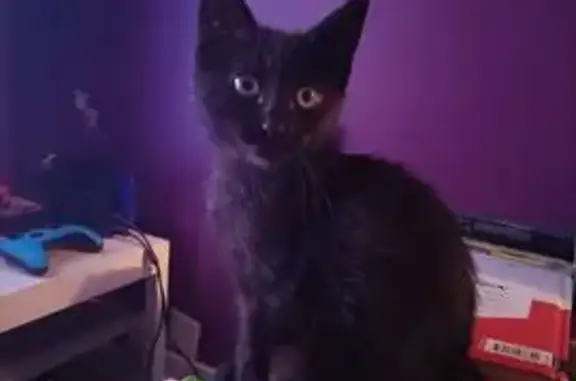 Chaton perdu : noir, tâches blanches Chanonat - photo