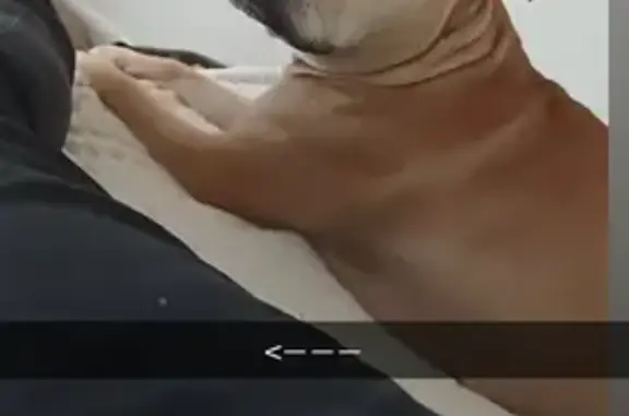 Chien perdu après accident moto, Le Havre - photo