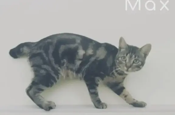 Gata Perdida: Cariñosa y sin Rabo en Andalucía