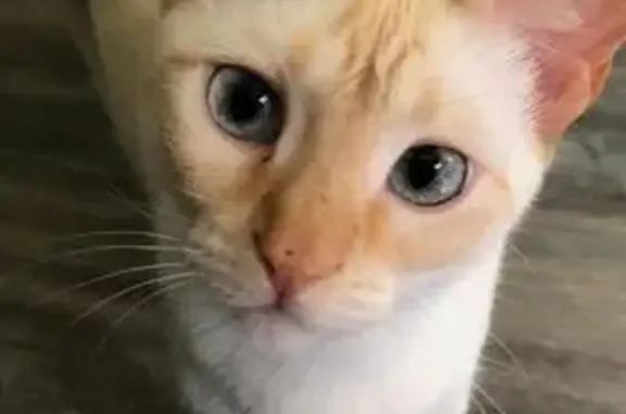 Gatos perdidos, Barcelona, foto: Gata Blanca Perdida en Carrer Santa Albina