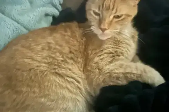 Missing cat Pasco, photo: Lost Cat: Skittish & Chatty on Merlot Dr